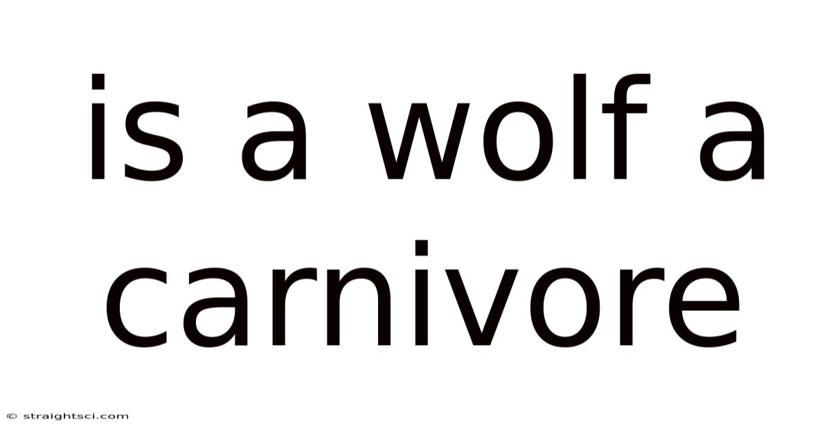 Is A Wolf A Carnivore
