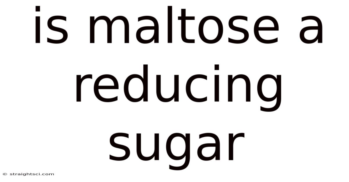 Is Maltose A Reducing Sugar