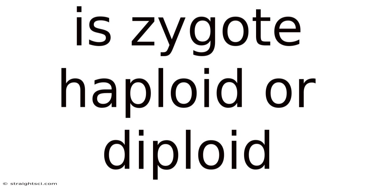 Is Zygote Haploid Or Diploid
