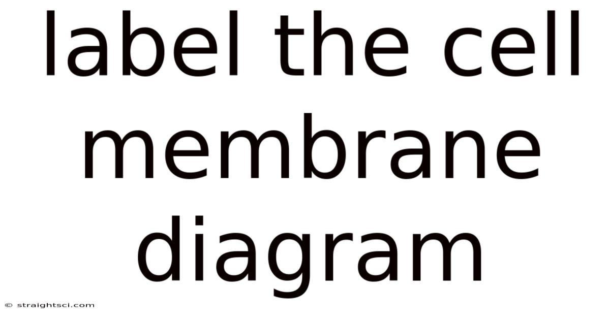 Label The Cell Membrane Diagram