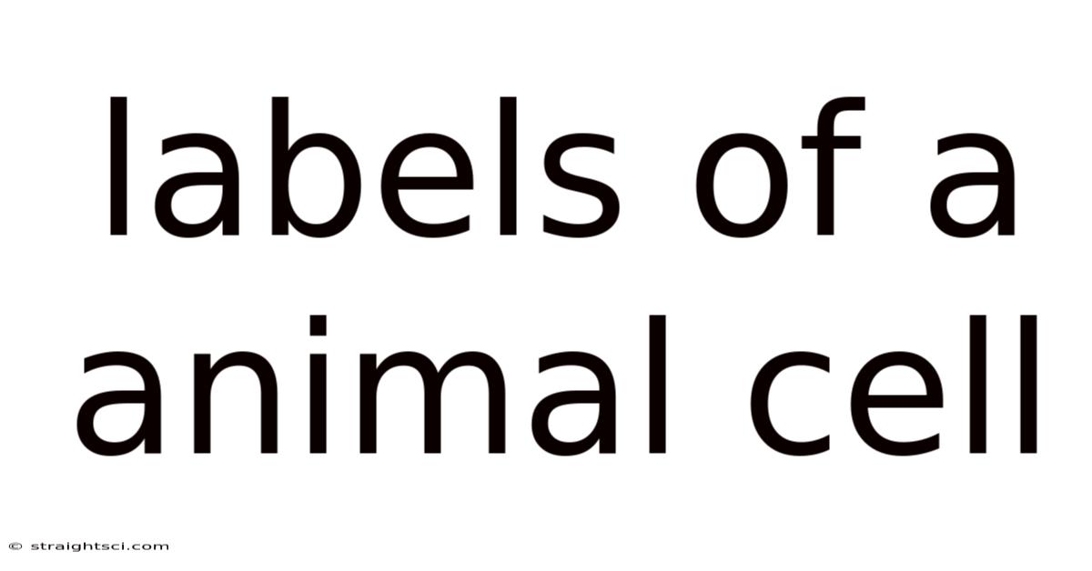 Labels Of A Animal Cell
