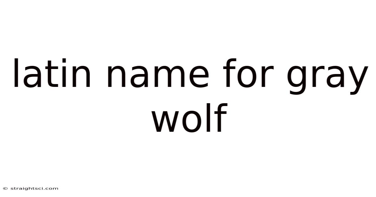 Latin Name For Gray Wolf