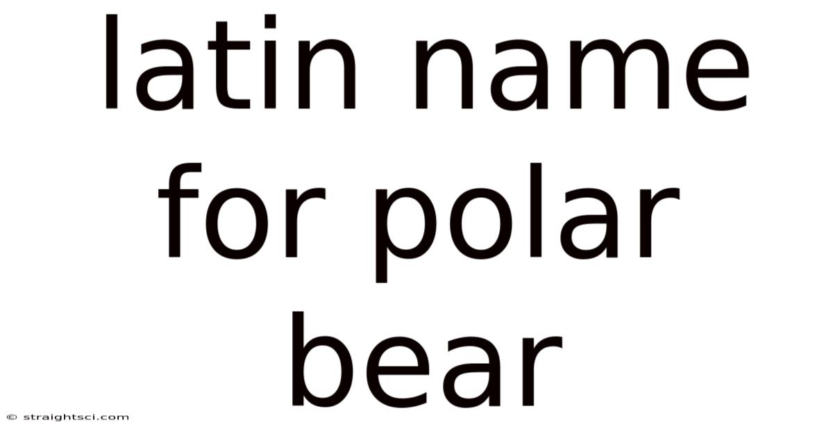 Latin Name For Polar Bear