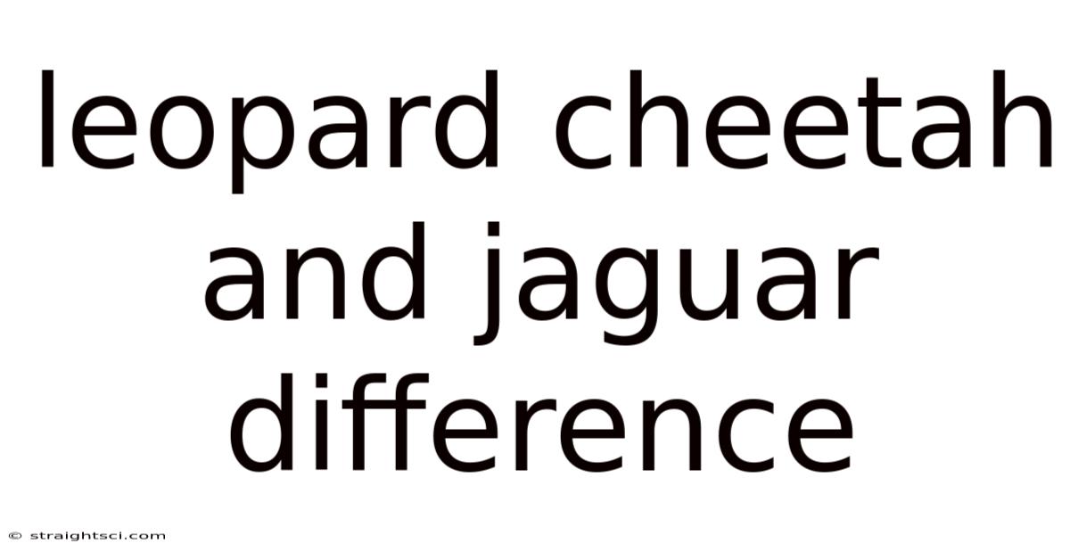 Leopard Cheetah And Jaguar Difference