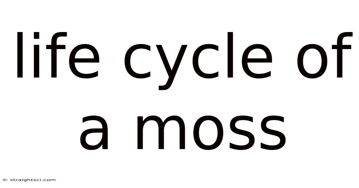 Life Cycle Of A Moss
