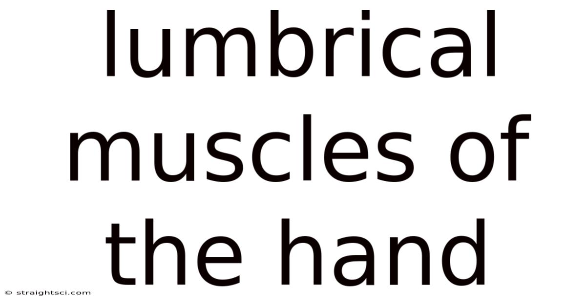 Lumbrical Muscles Of The Hand