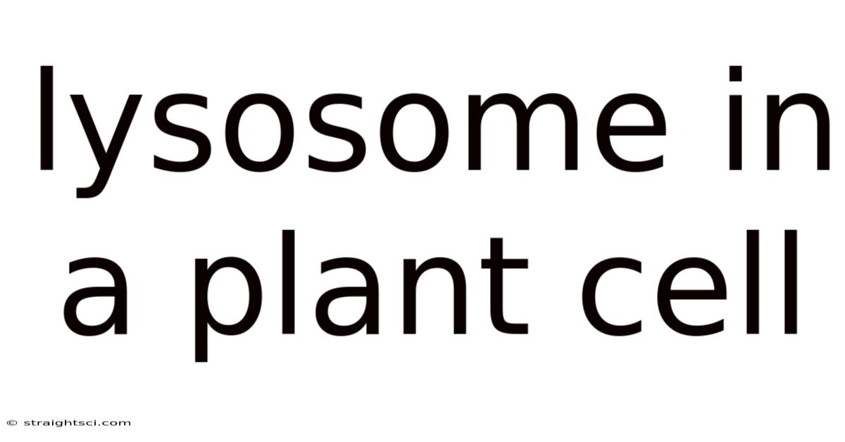 Lysosome In A Plant Cell