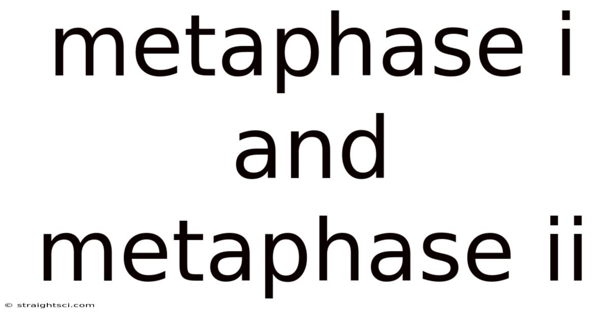 Metaphase I And Metaphase Ii