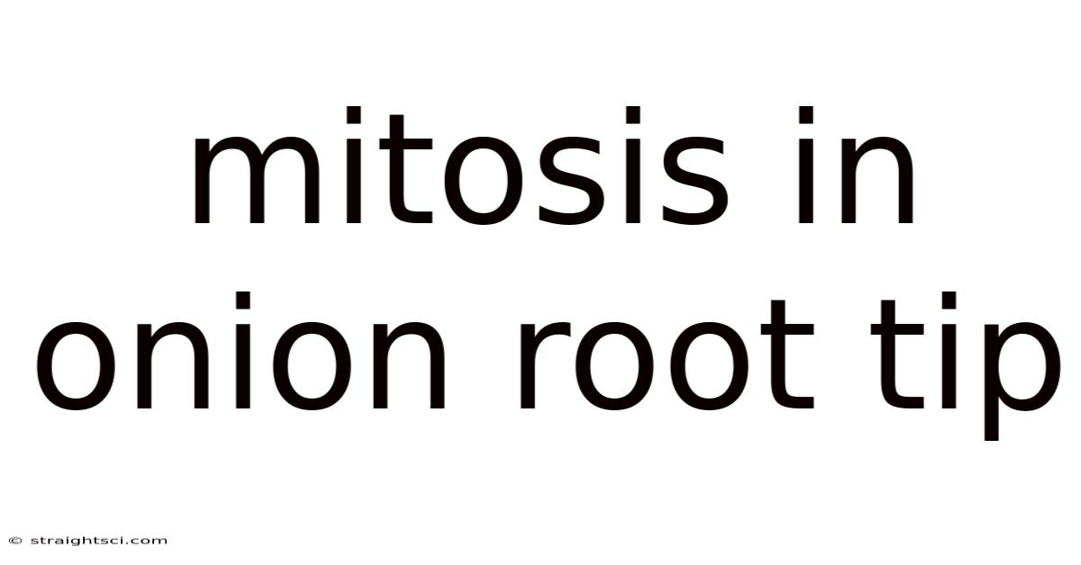 Mitosis In Onion Root Tip