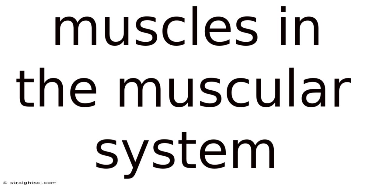 Muscles In The Muscular System