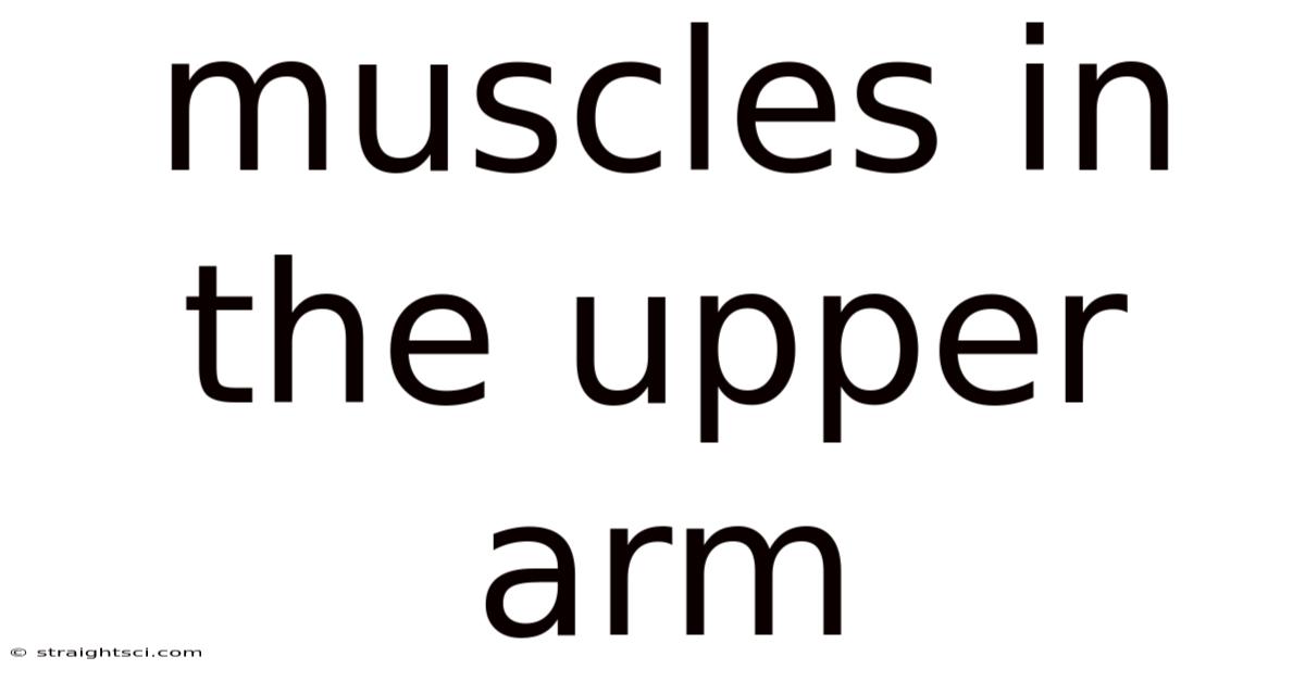 Muscles In The Upper Arm