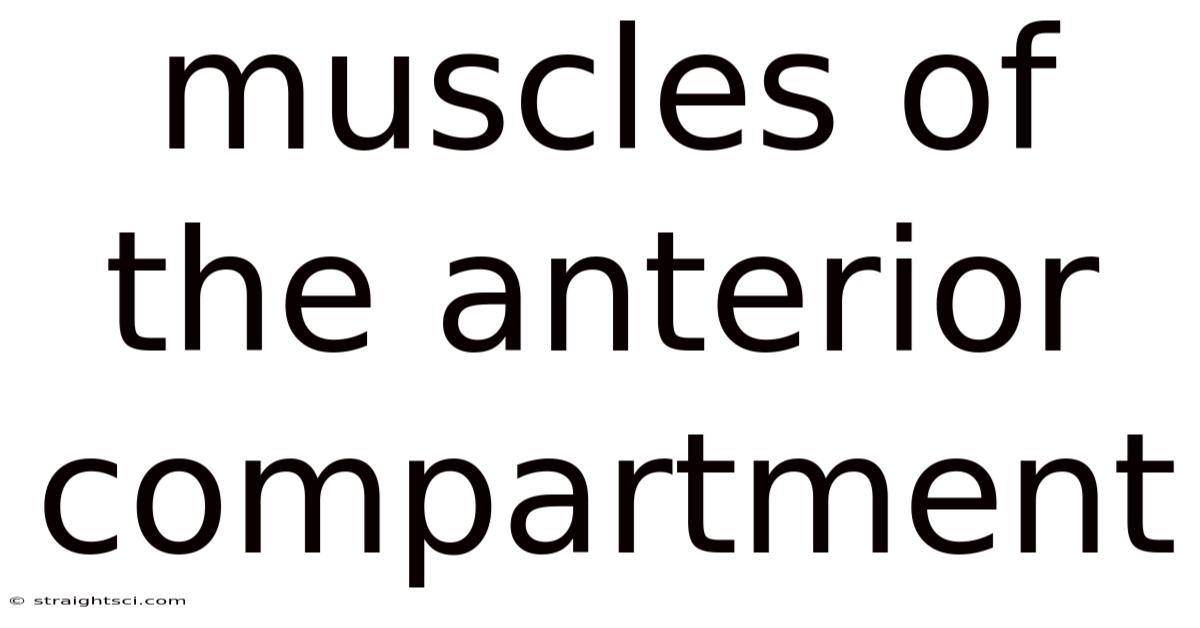 Muscles Of The Anterior Compartment
