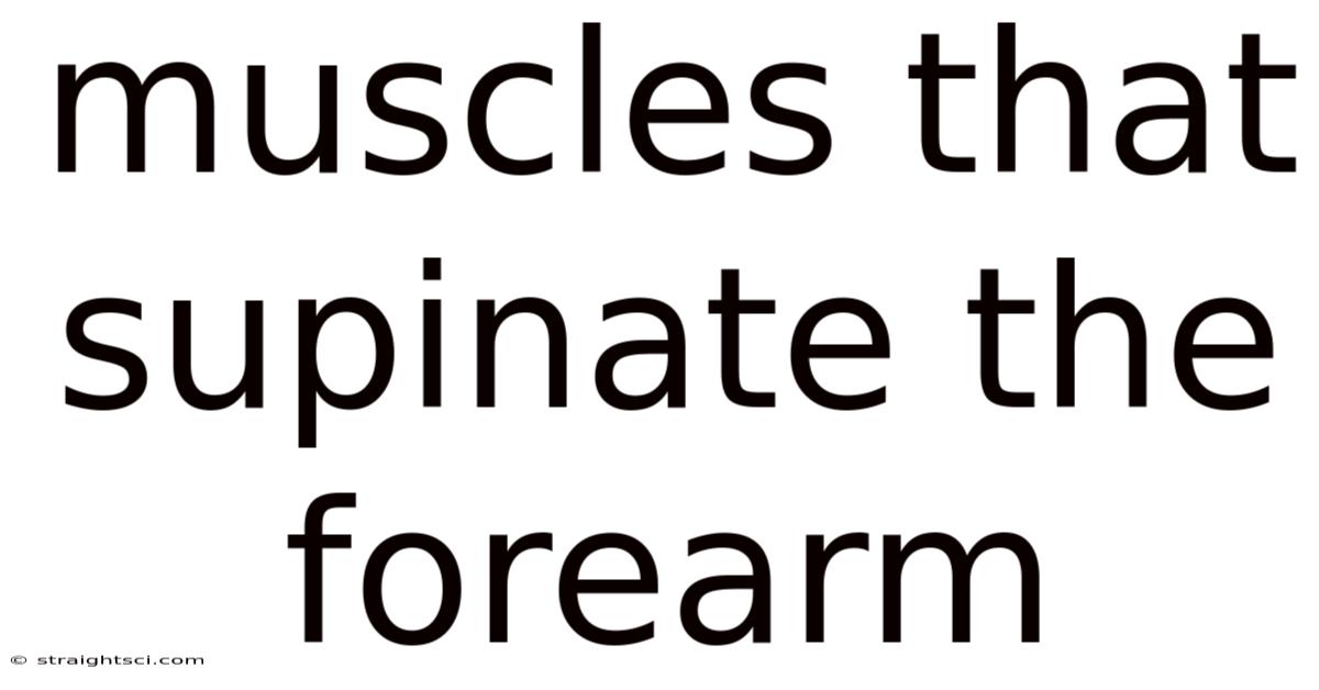 Muscles That Supinate The Forearm
