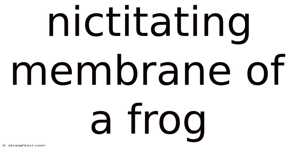 Nictitating Membrane Of A Frog