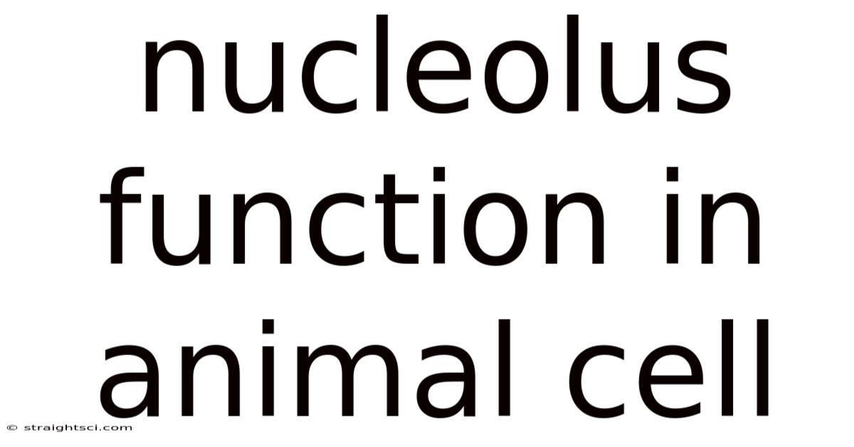 Nucleolus Function In Animal Cell
