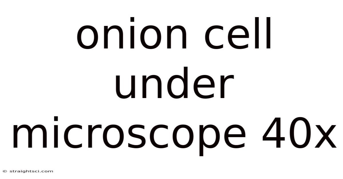 Onion Cell Under Microscope 40x