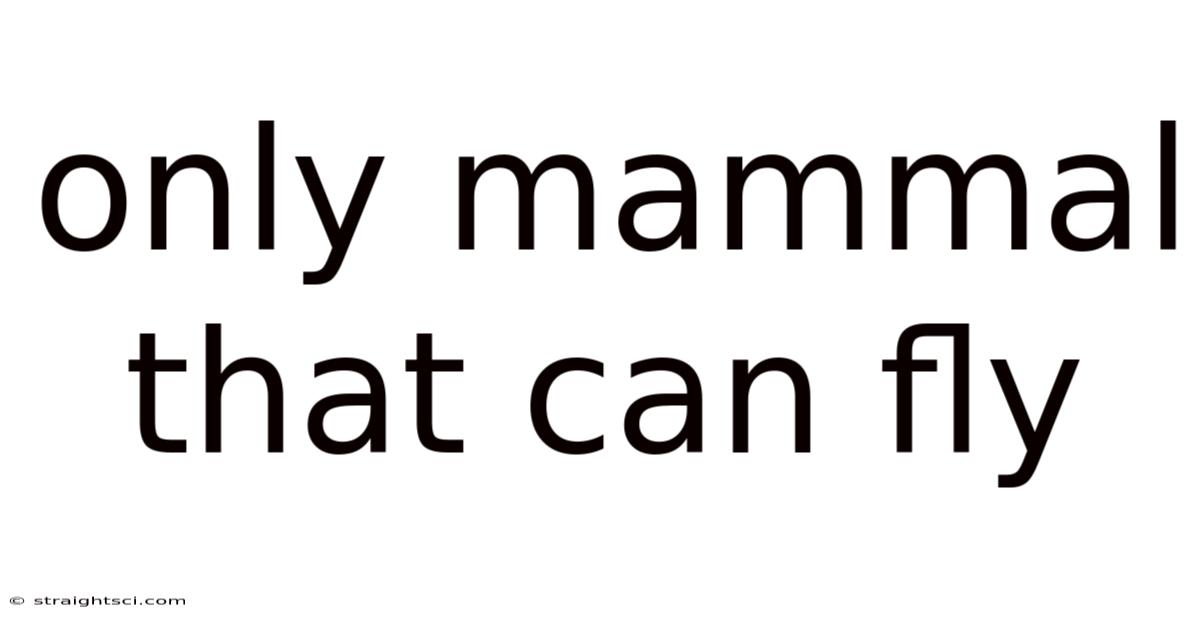 Only Mammal That Can Fly