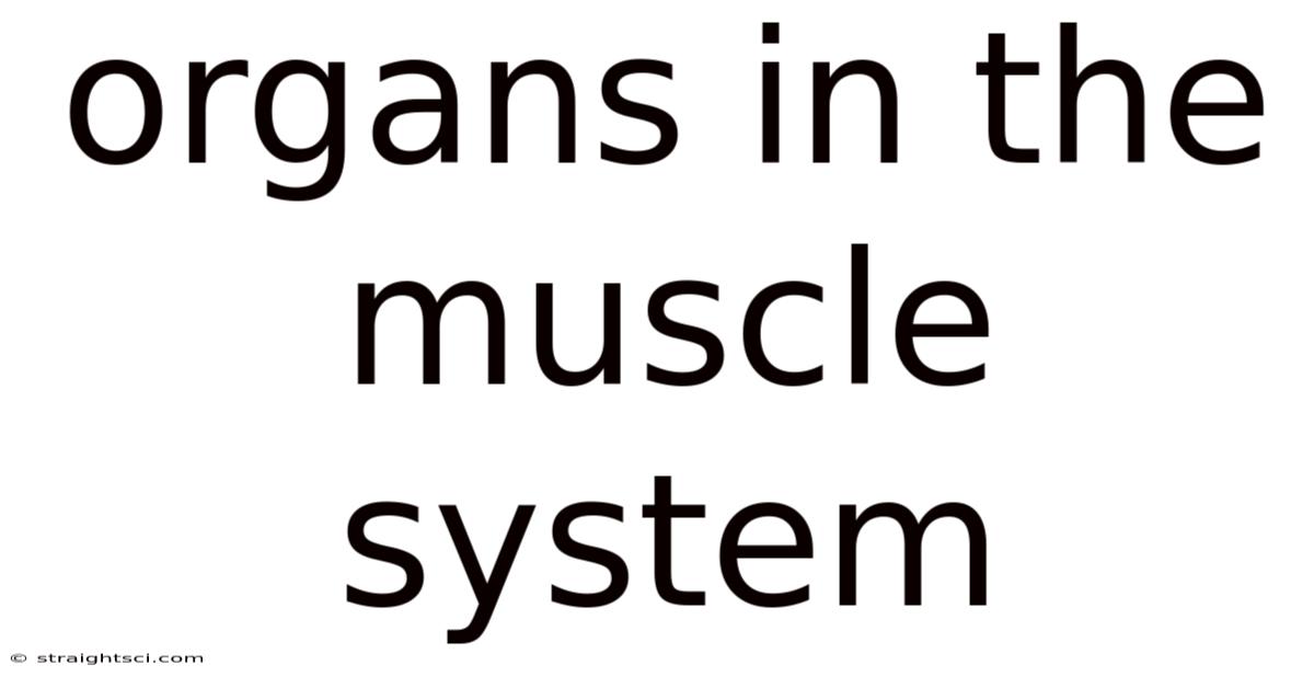 Organs In The Muscle System