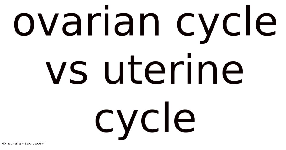 Ovarian Cycle Vs Uterine Cycle