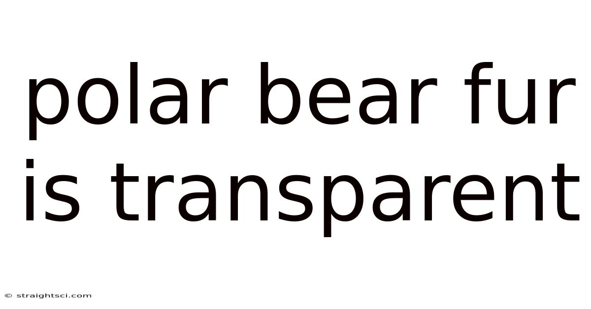 Polar Bear Fur Is Transparent