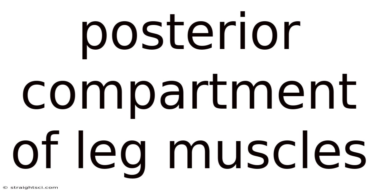 Posterior Compartment Of Leg Muscles