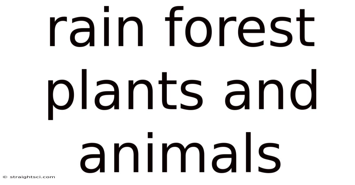 Rain Forest Plants And Animals