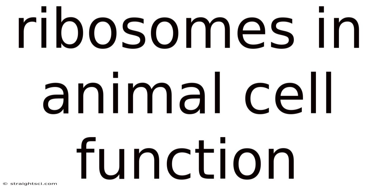 Ribosomes In Animal Cell Function