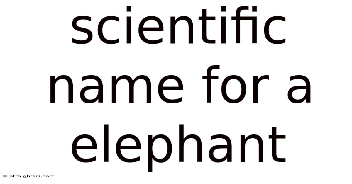 Scientific Name For A Elephant