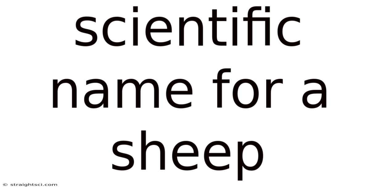 Scientific Name For A Sheep