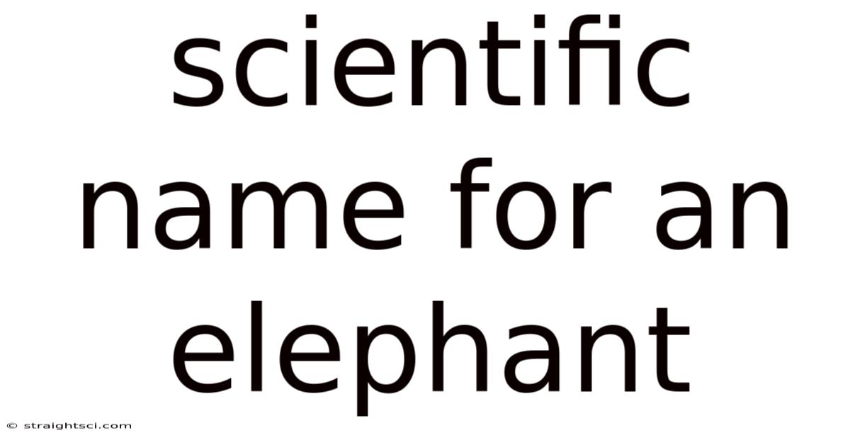 Scientific Name For An Elephant
