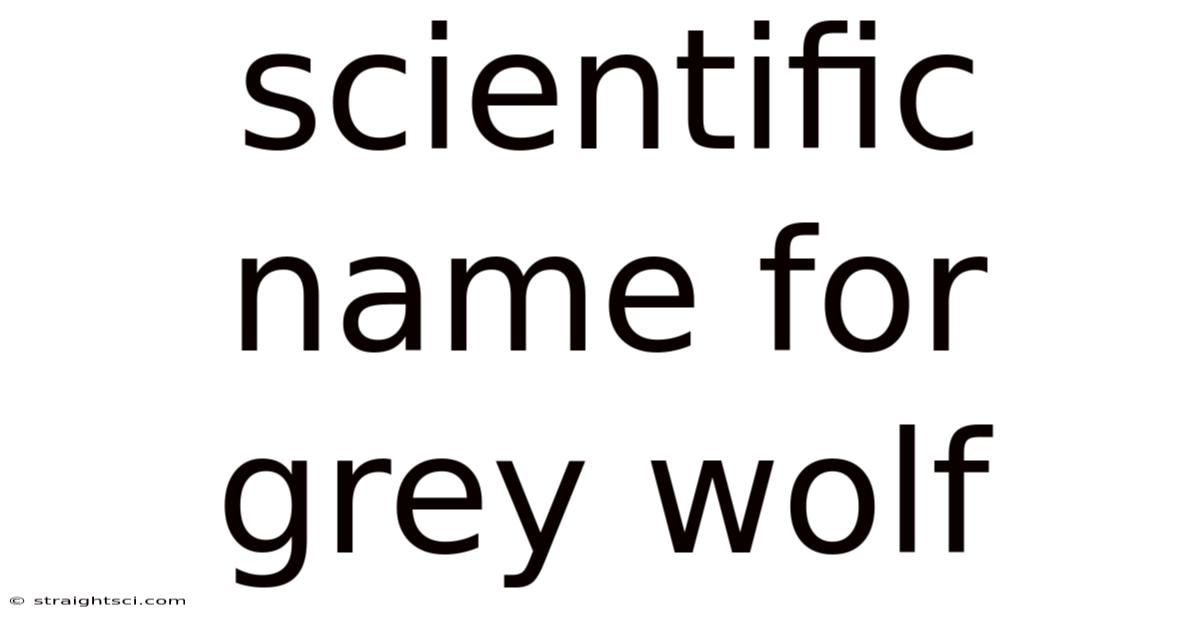 Scientific Name For Grey Wolf