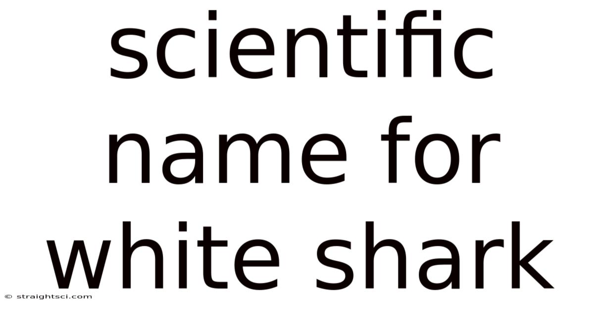 Scientific Name For White Shark