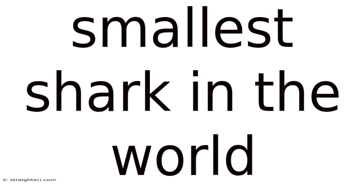 Smallest Shark In The World