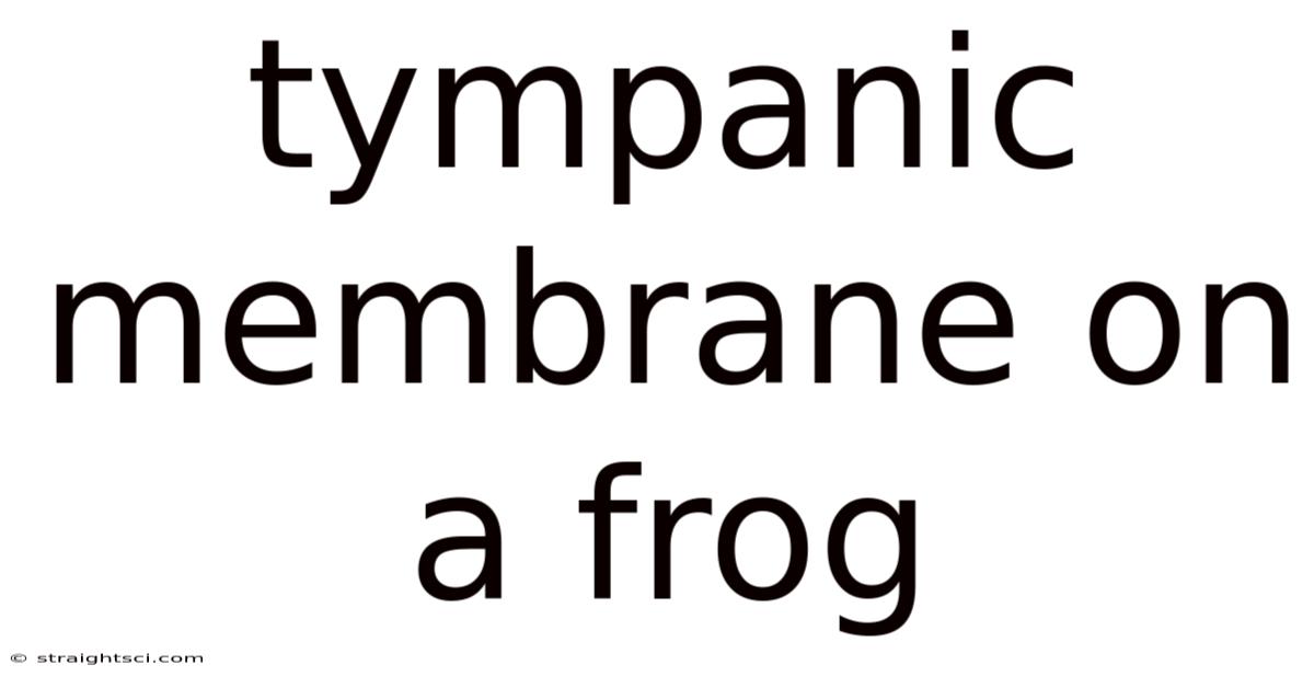 Tympanic Membrane On A Frog
