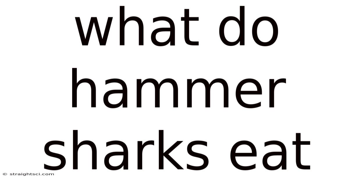 What Do Hammer Sharks Eat