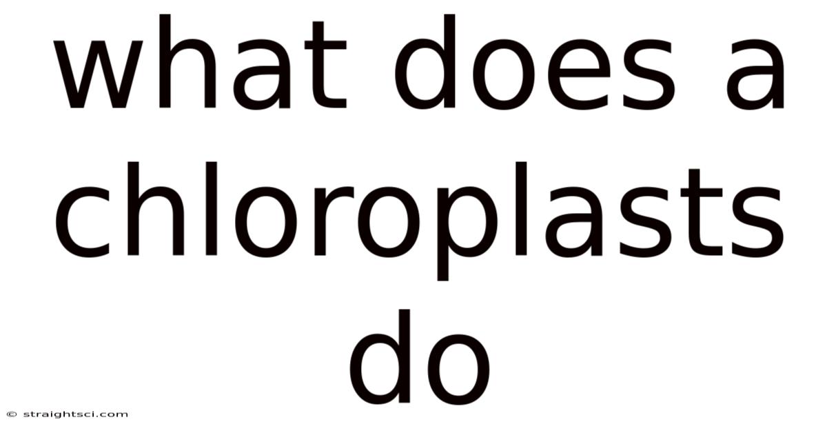 What Does A Chloroplasts Do