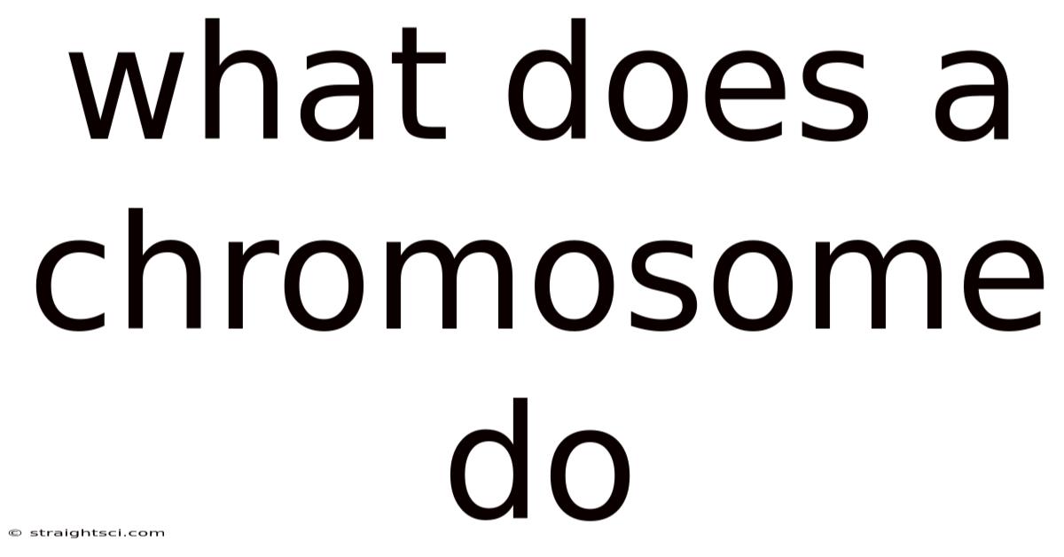What Does A Chromosome Do