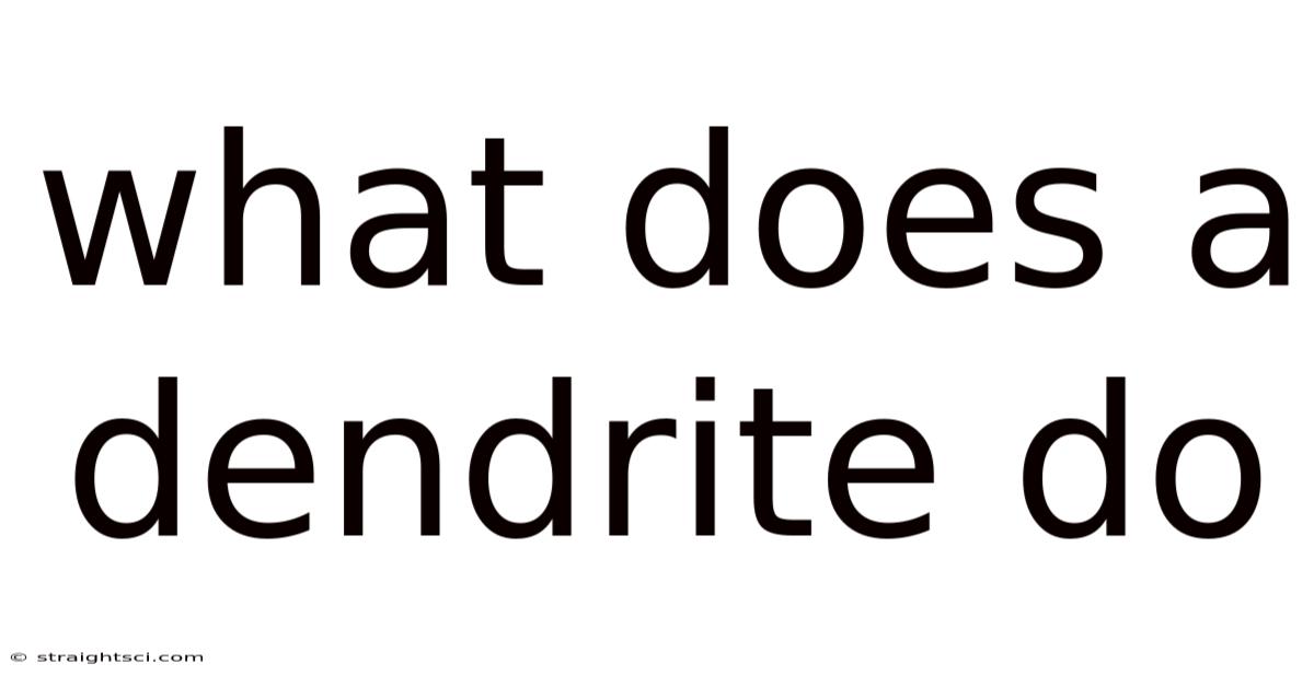 What Does A Dendrite Do
