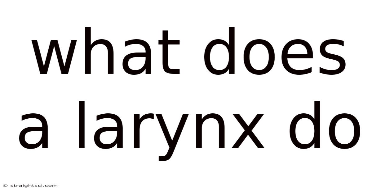 What Does A Larynx Do