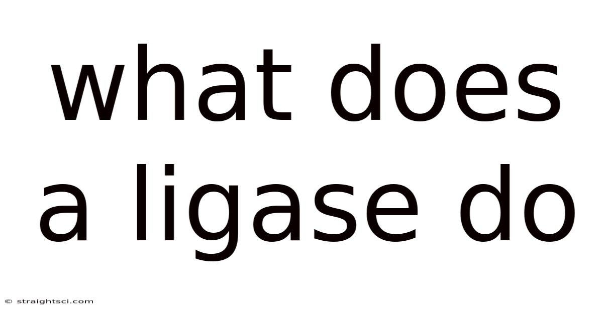What Does A Ligase Do