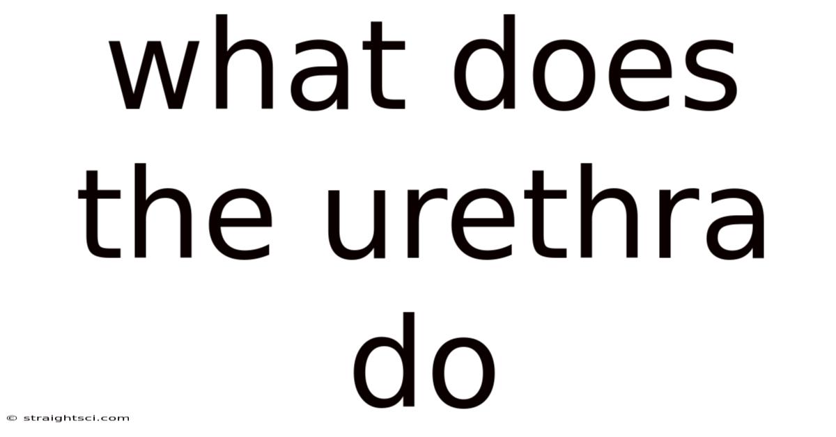 What Does The Urethra Do