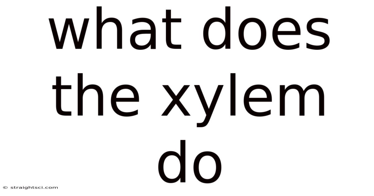 What Does The Xylem Do