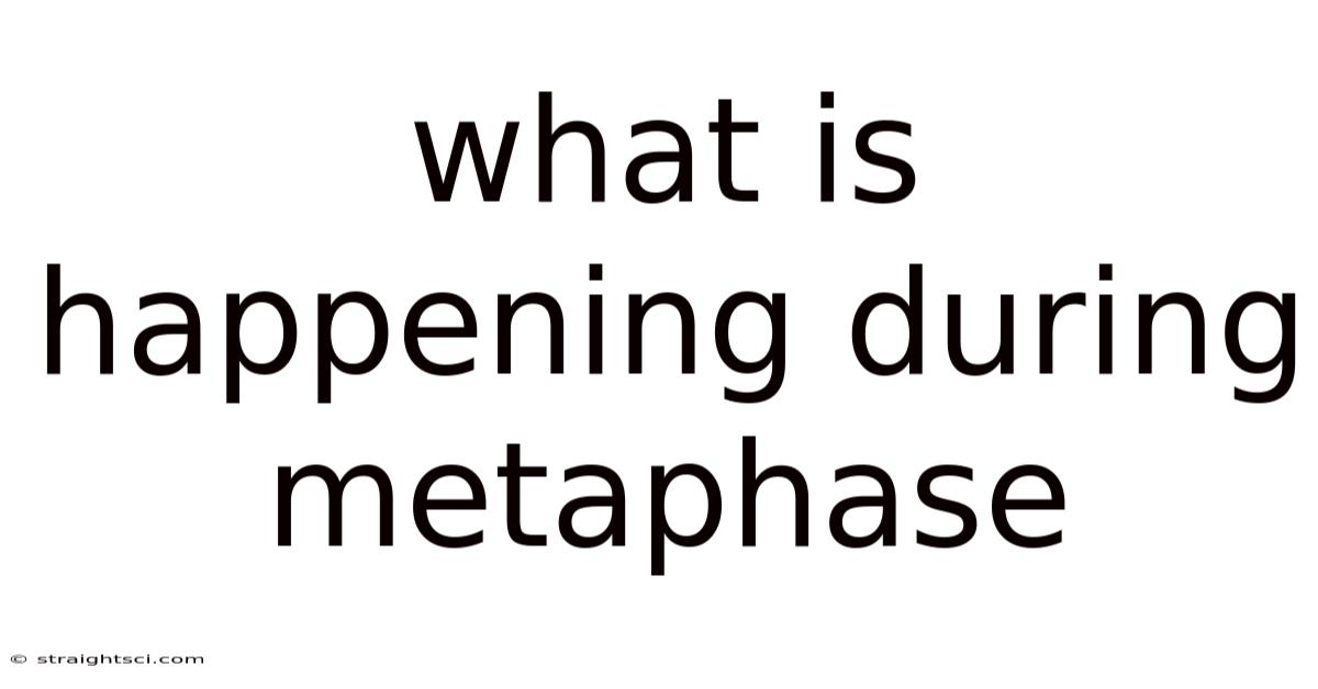 What Is Happening During Metaphase