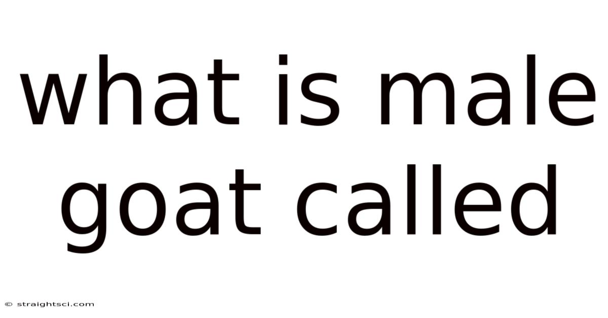What Is Male Goat Called