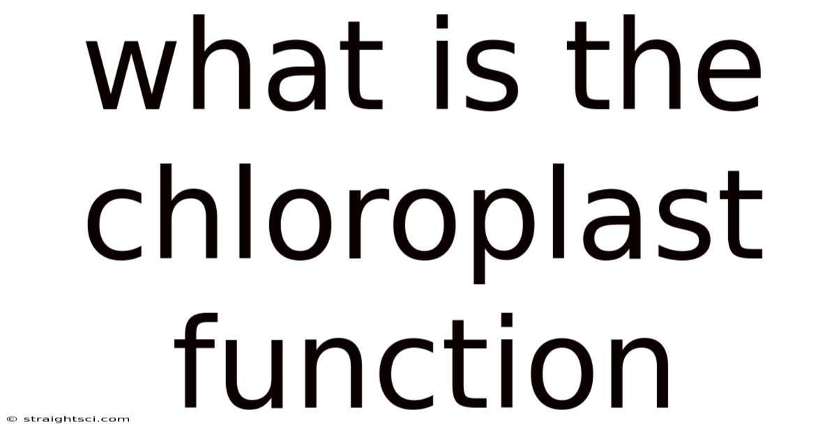 What Is The Chloroplast Function