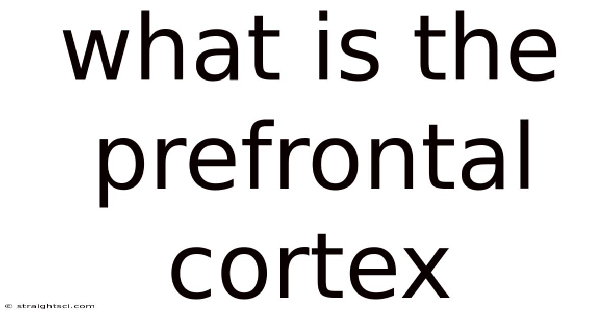 What Is The Prefrontal Cortex