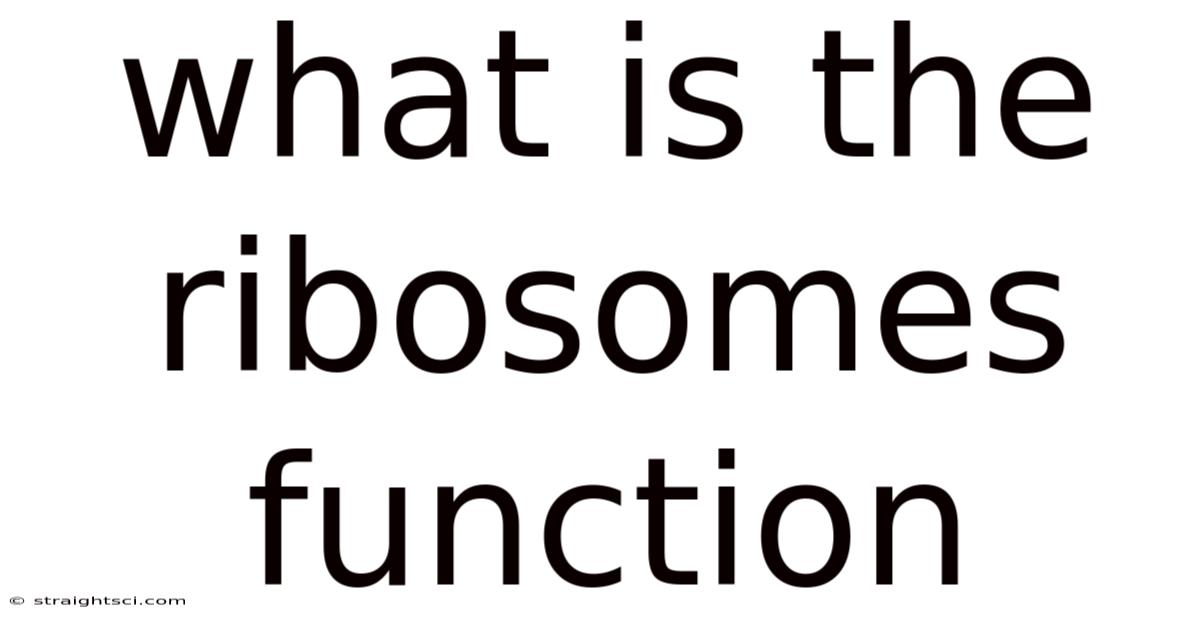 What Is The Ribosomes Function