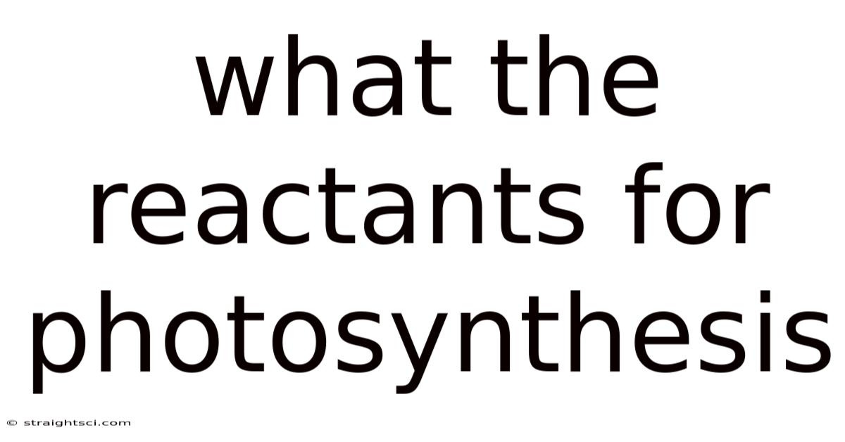What The Reactants For Photosynthesis