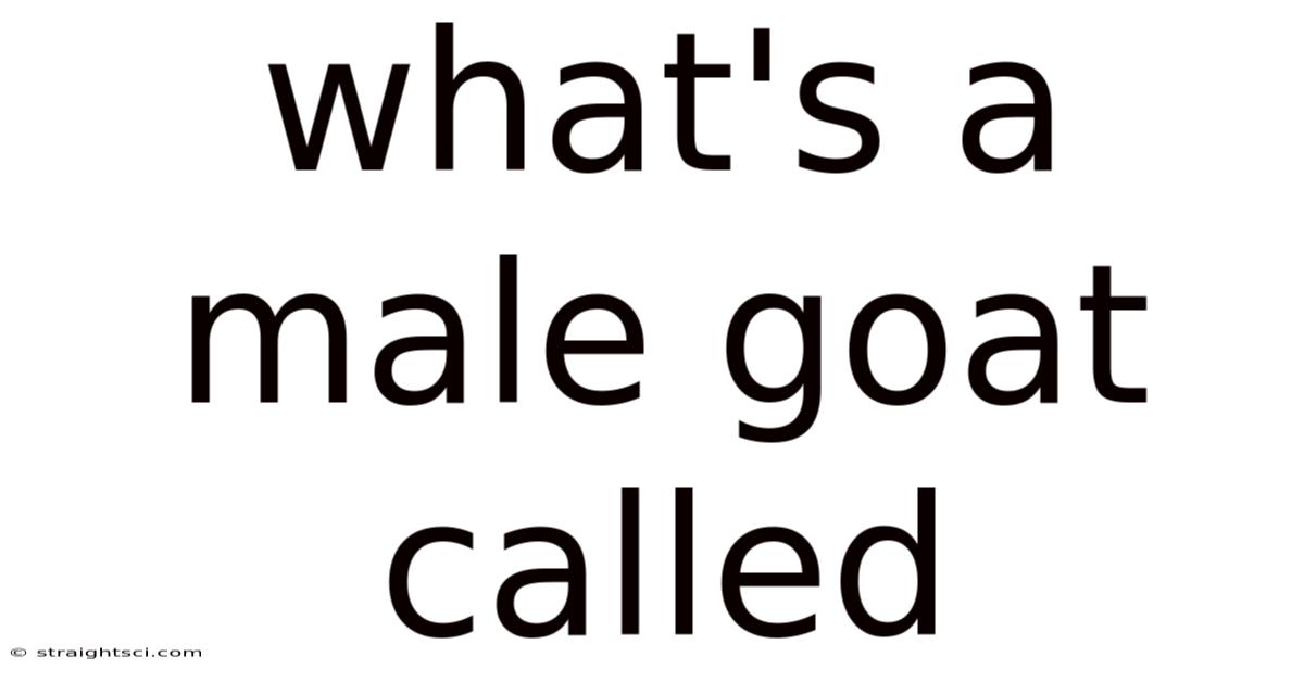 What's A Male Goat Called