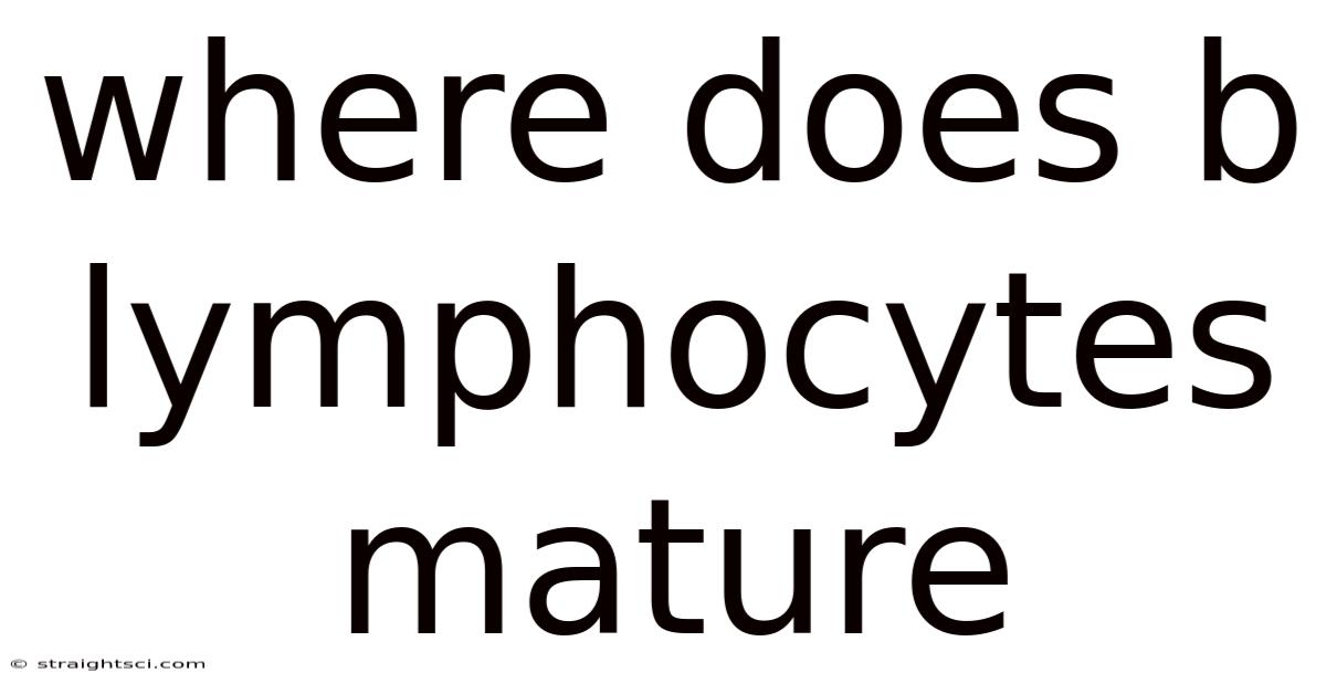 Where Does B Lymphocytes Mature